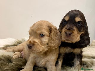 Cocker Spaniel dogs - Advert 2