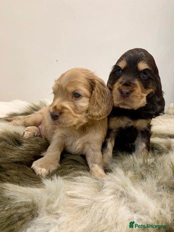 Cocker Spaniel dogs - Advert 4