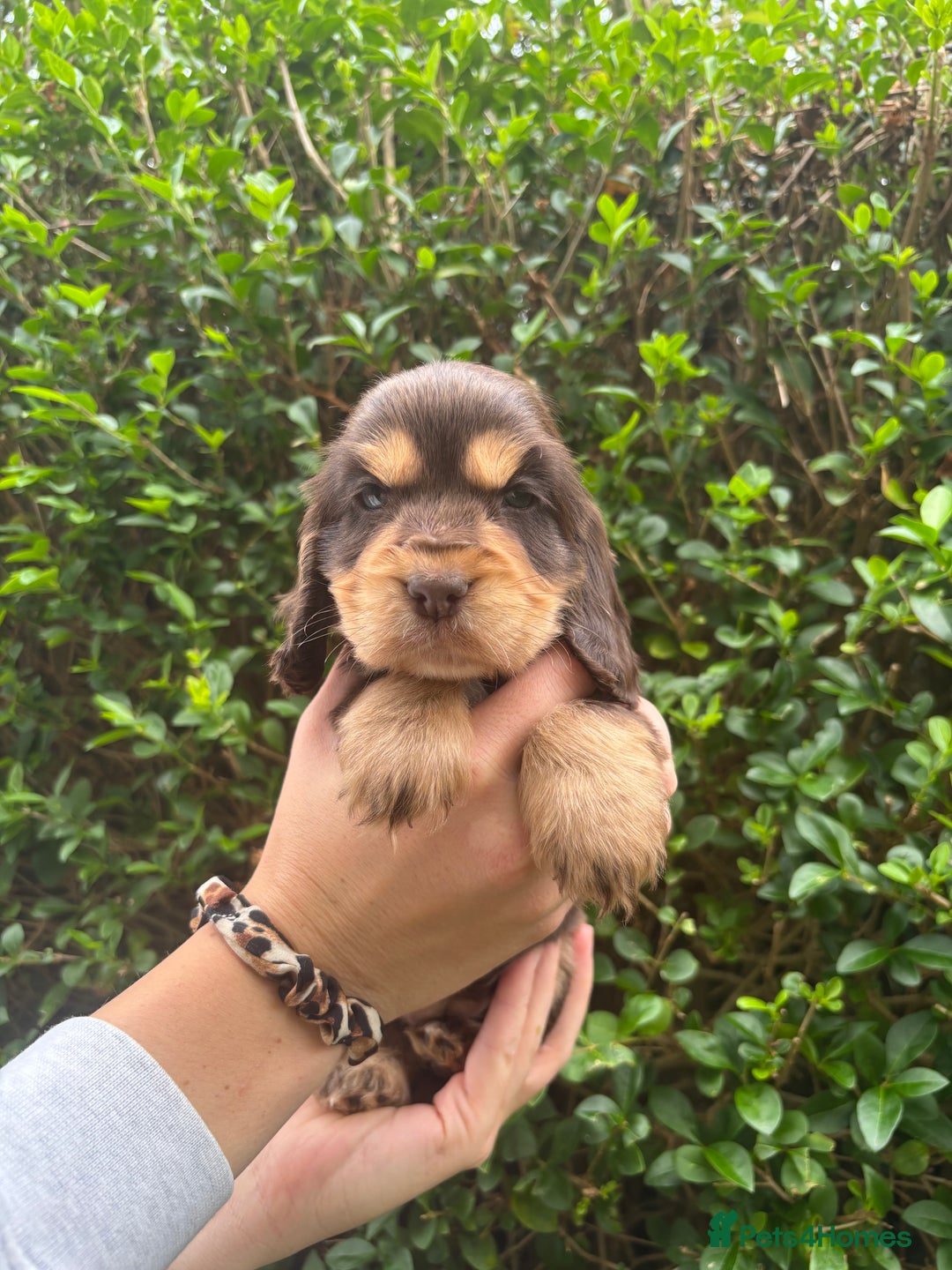 Cocker Spaniel dogs for sale: Beautiful Show Type Cocker Spaniel Pups - Image 4