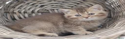British Shorthair cats for sale: PEDIGREE REGISTERED CHUNKY BRITISH SHORTHAIRS - Advert 9