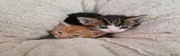 Mixed Breed cats for sale: Ready to leave - Advert 5