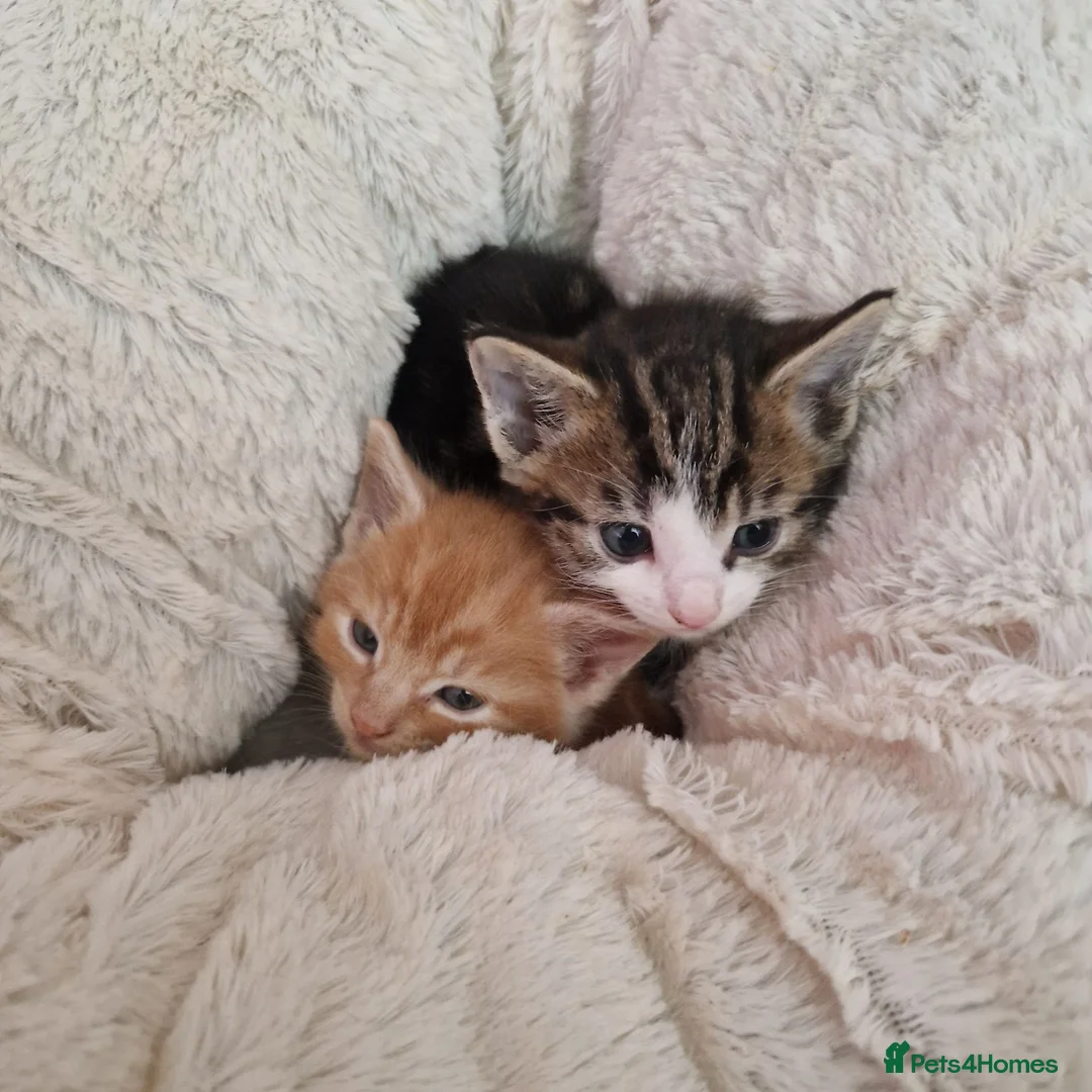 Mixed Breed cats for sale: Ready to leave - Advert 5