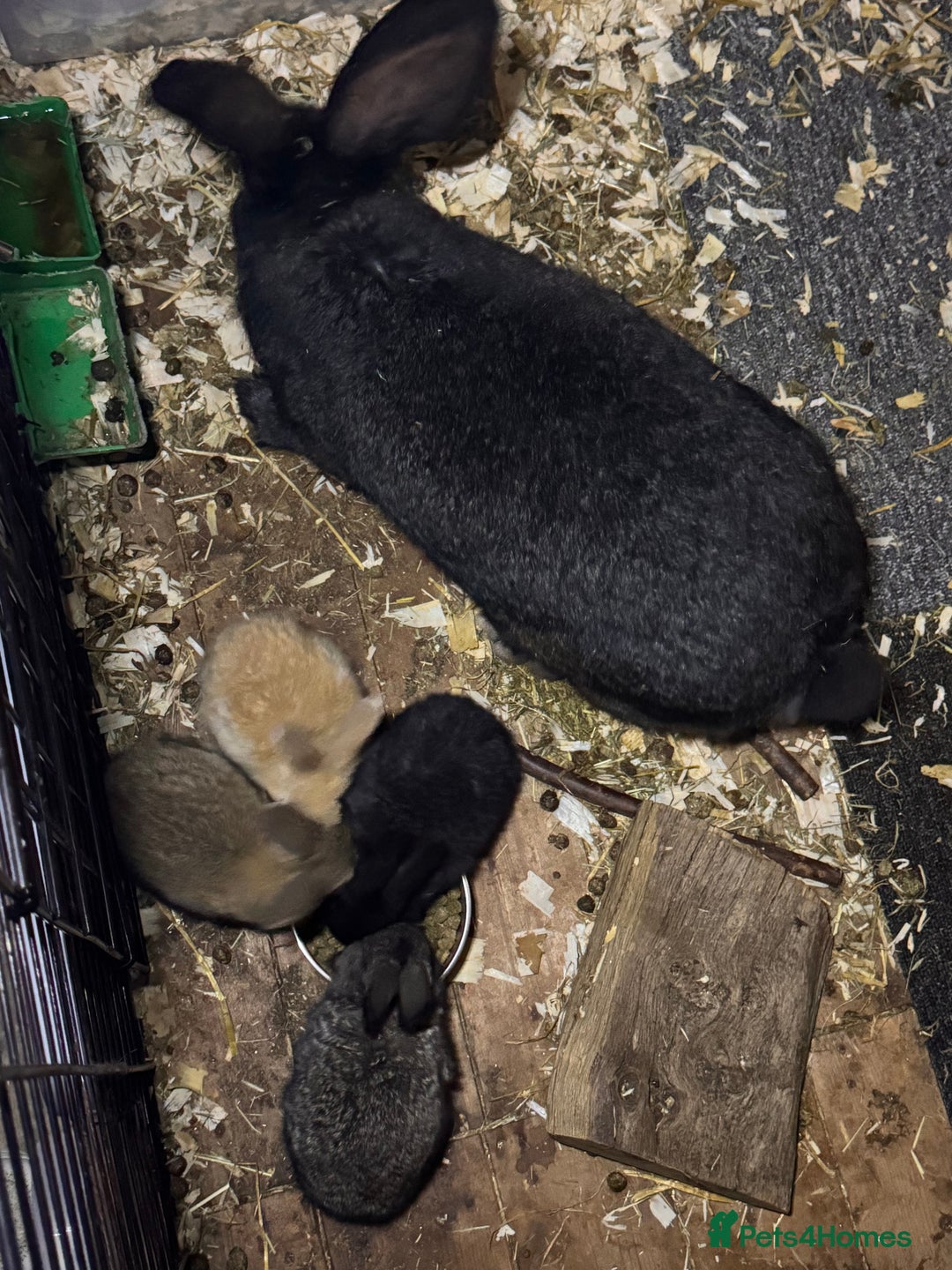 Continental Giant rabbits for sale: Pure Bred Continental Giant Rabbits  - Image 23