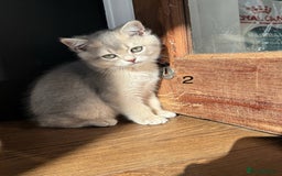 Scottish Fold cats for sale: ✨ Gorgeous Playful Kittens Ready Now ✨ - Image 12