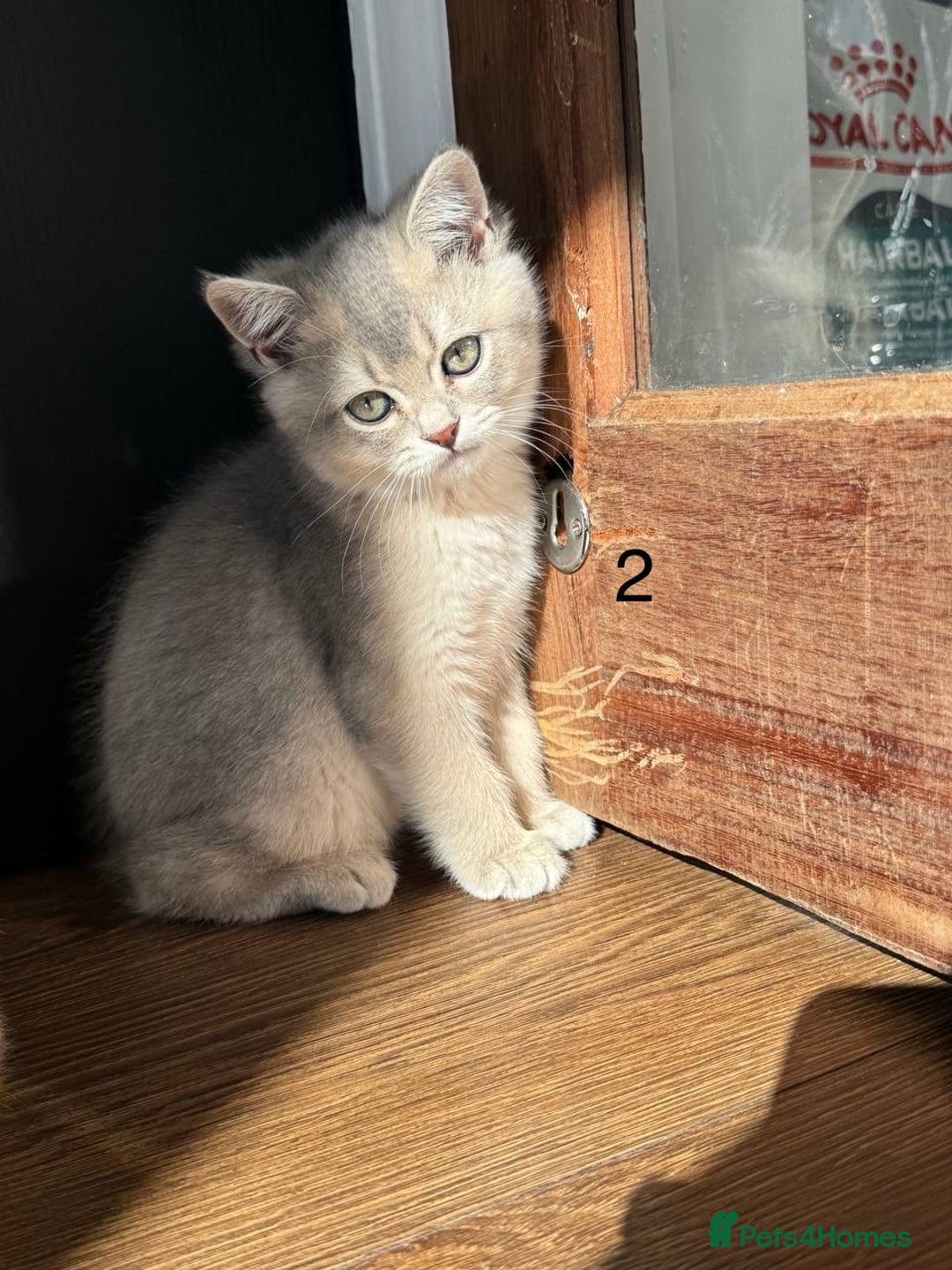 Scottish Fold cats for sale: ✨ Gorgeous Playful Kittens Ready Now ✨ - Image 12
