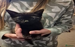 Mixed Breed cats for sale: Ragdoll cross - Image 1