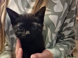 Mixed Breed cats - Advert 24