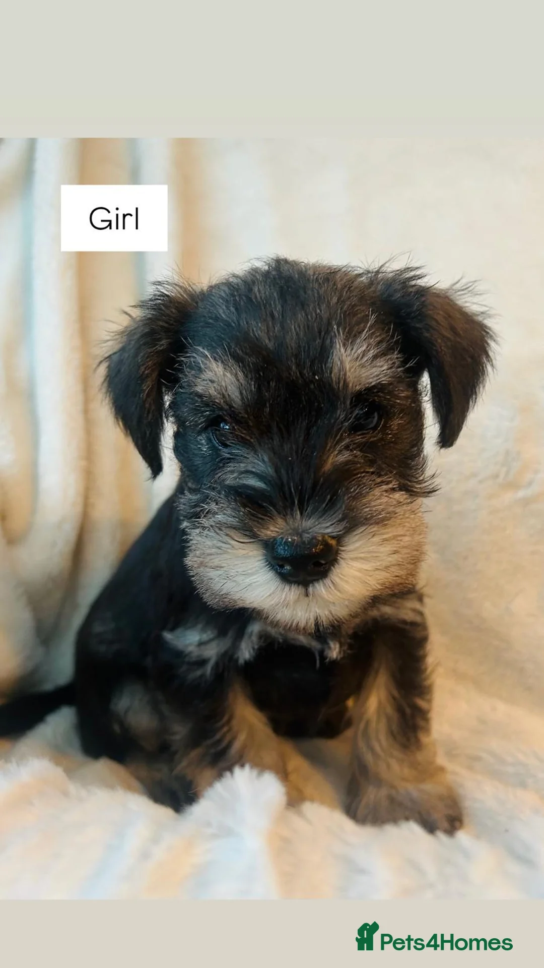 Miniature Schnauzer dogs for sale: KC registered Minature schnauzer puppies - Advert 3