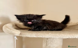Domestic Shorthair cats for sale: Gorgeous Fluffy Kittens, ready now! - Image 6
