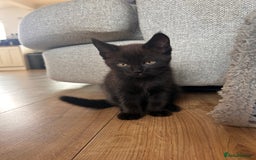 Maine Coon cats for sale: *ready now* Beautiful big Maine coon x BSH kittens - Image 14