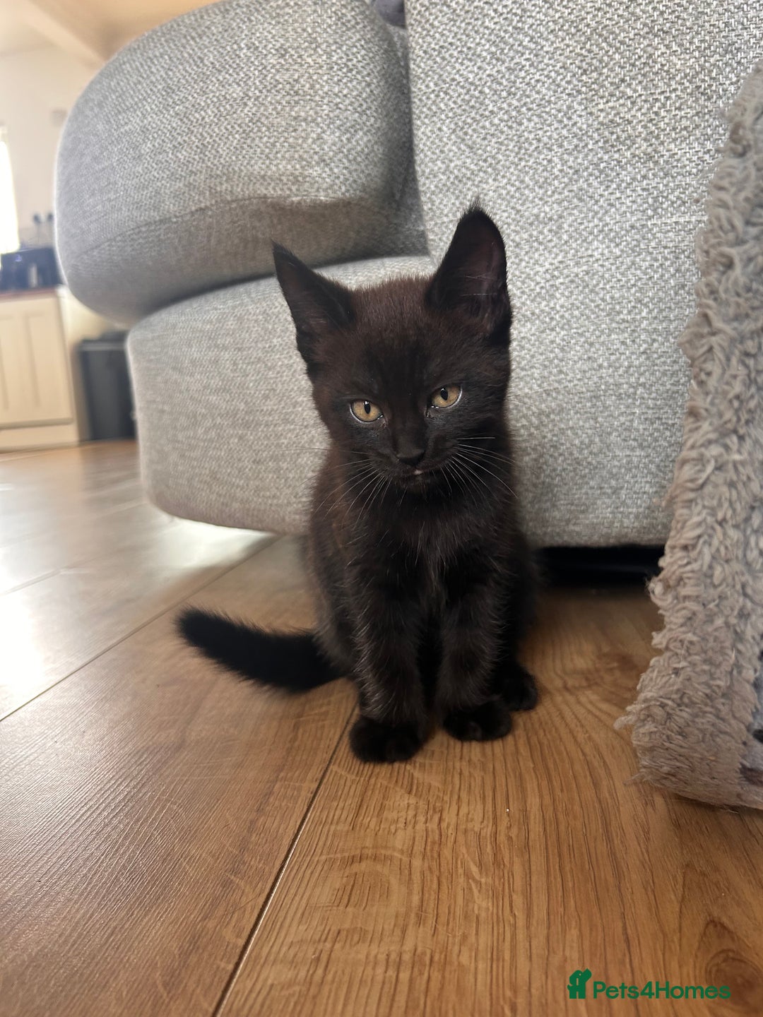 Maine Coon cats for sale: *ready now* Beautiful big Maine coon x BSH kittens - Image 14