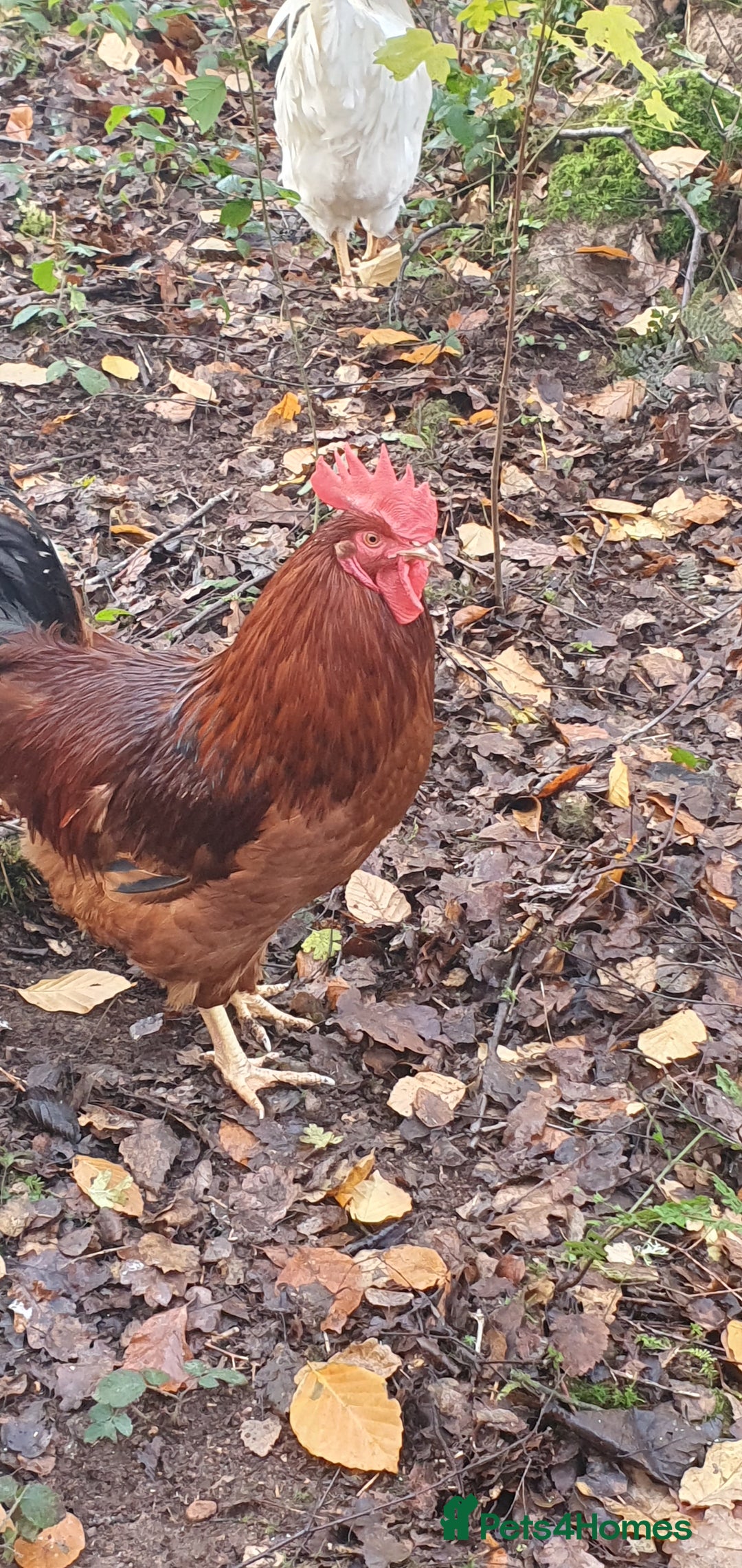 Chickens poultry for sale: Farm yard mix of laying hens and point of lay - Image 4