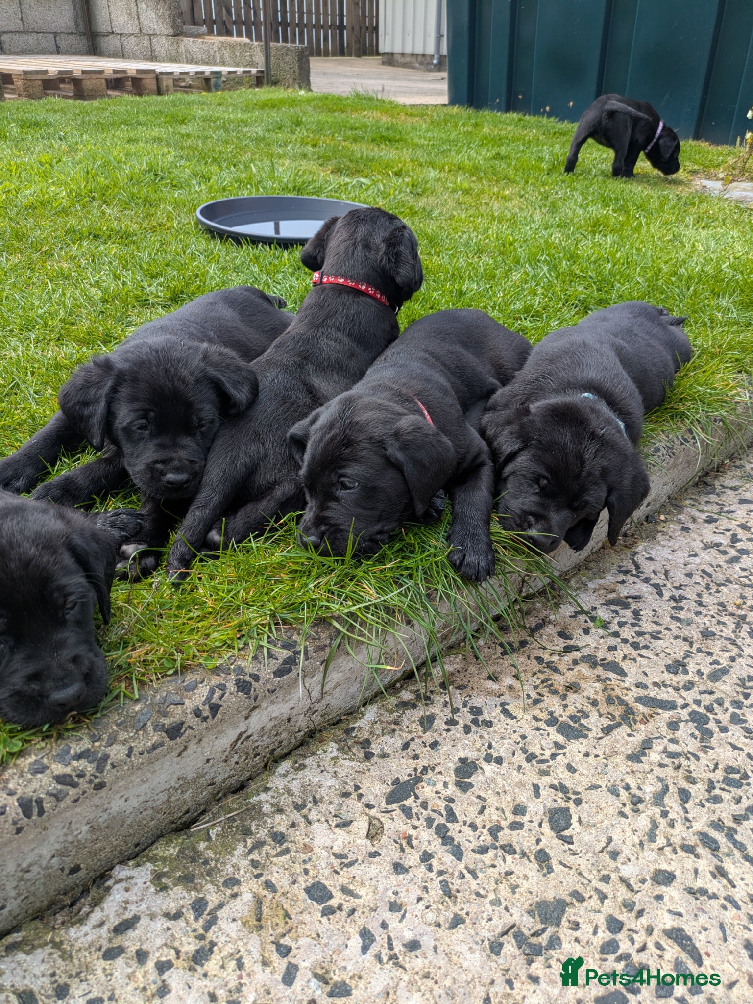 Labrador Retriever dogs KC registered full breed labrador pups - Advert 3
