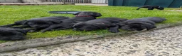 Labrador Retriever dogs for sale: KC registered full breed labrador pups - Advert 1