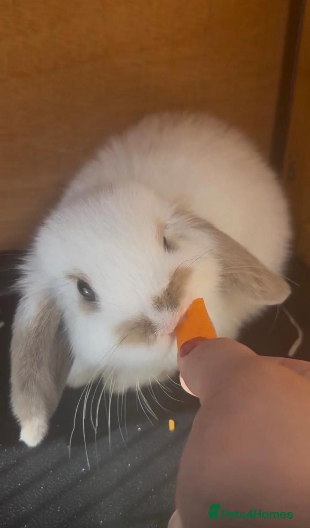 Mini Lop rabbits for sale: Mini lop bunny  - Advert 2