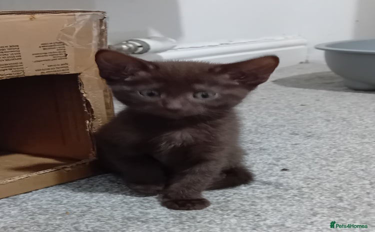 Mixed Breed cats Ragdoll mix - Advert 2