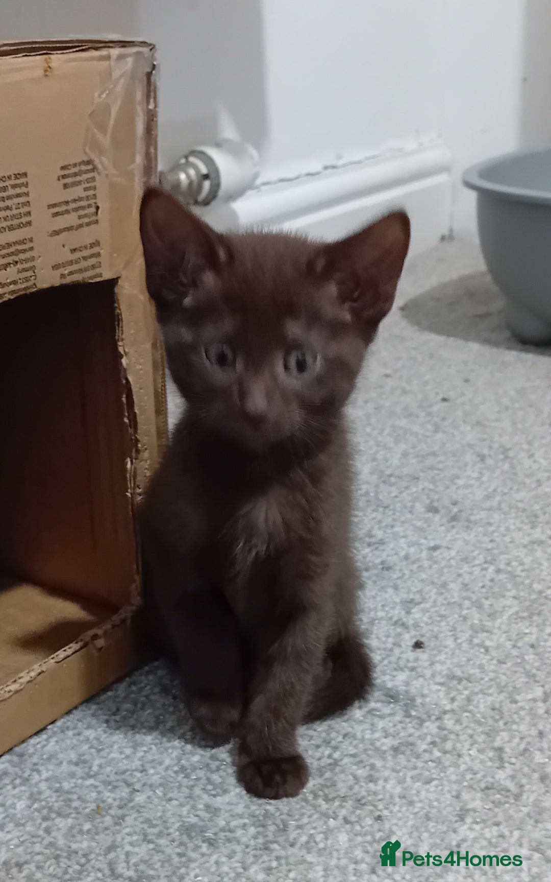 Mixed Breed cats for sale: Ragdoll mix - Advert 1