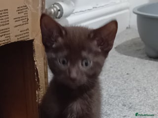 Mixed Breed cats Ragdoll mix - Advert 6