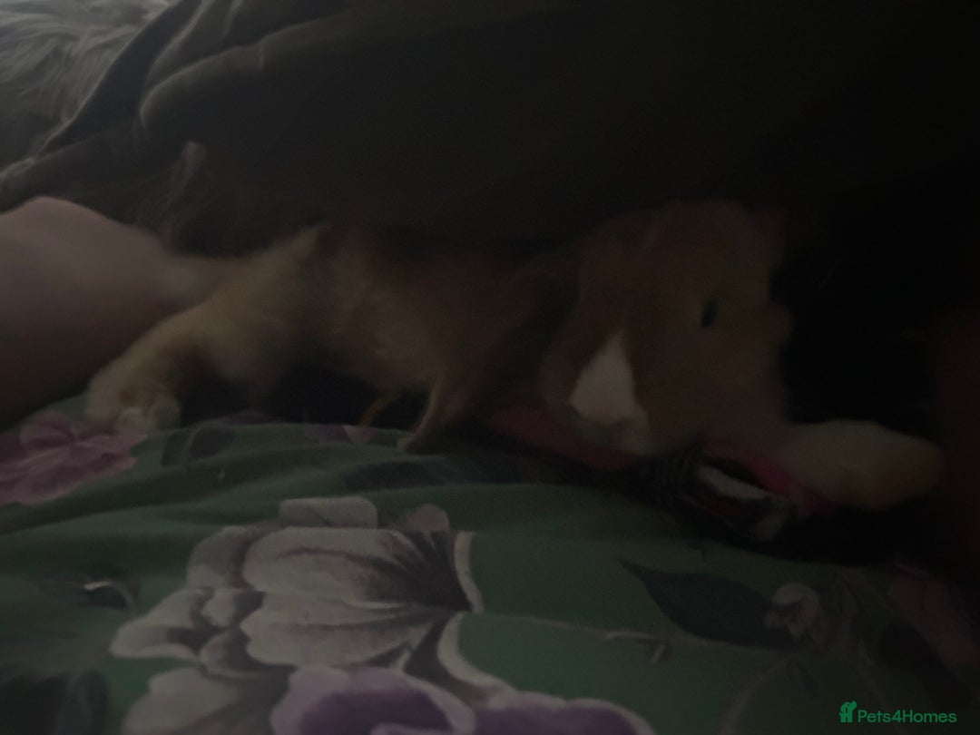 Mixed Breed rabbits for sale: Rehoming male rabbit . Please read description  - Image 5