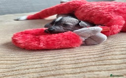 Mexican Hairless dogs for sale: Mexican hairless mini puppies for sale  - Advert 9