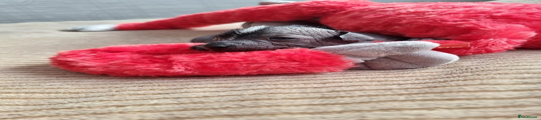 Mexican Hairless Puppy 2