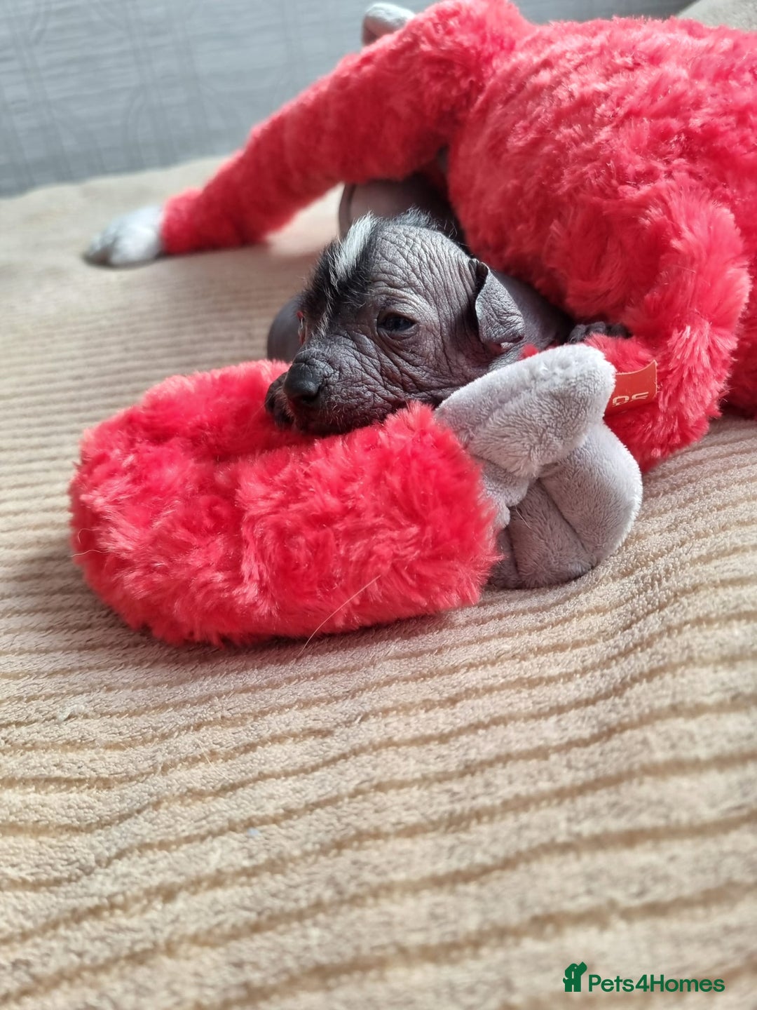 Mexican Hairless dogs for sale: Mexican hairless mini puppies for sale  - Advert 9