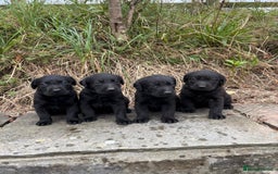 Labrador Retriever dogs for sale: 7 Beautiful Labradors  - Image 6