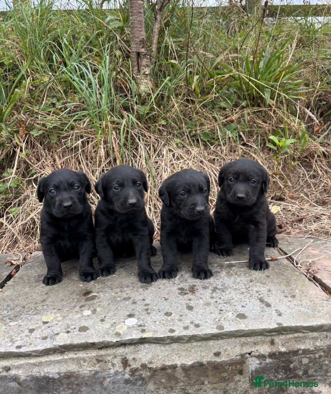 Labrador Retriever dogs for sale: 7 Beautiful Labradors  - Image 6