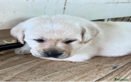Labrador Retriever dogs for sale: Lovable, Quality KC working Labradors!! - Image 7