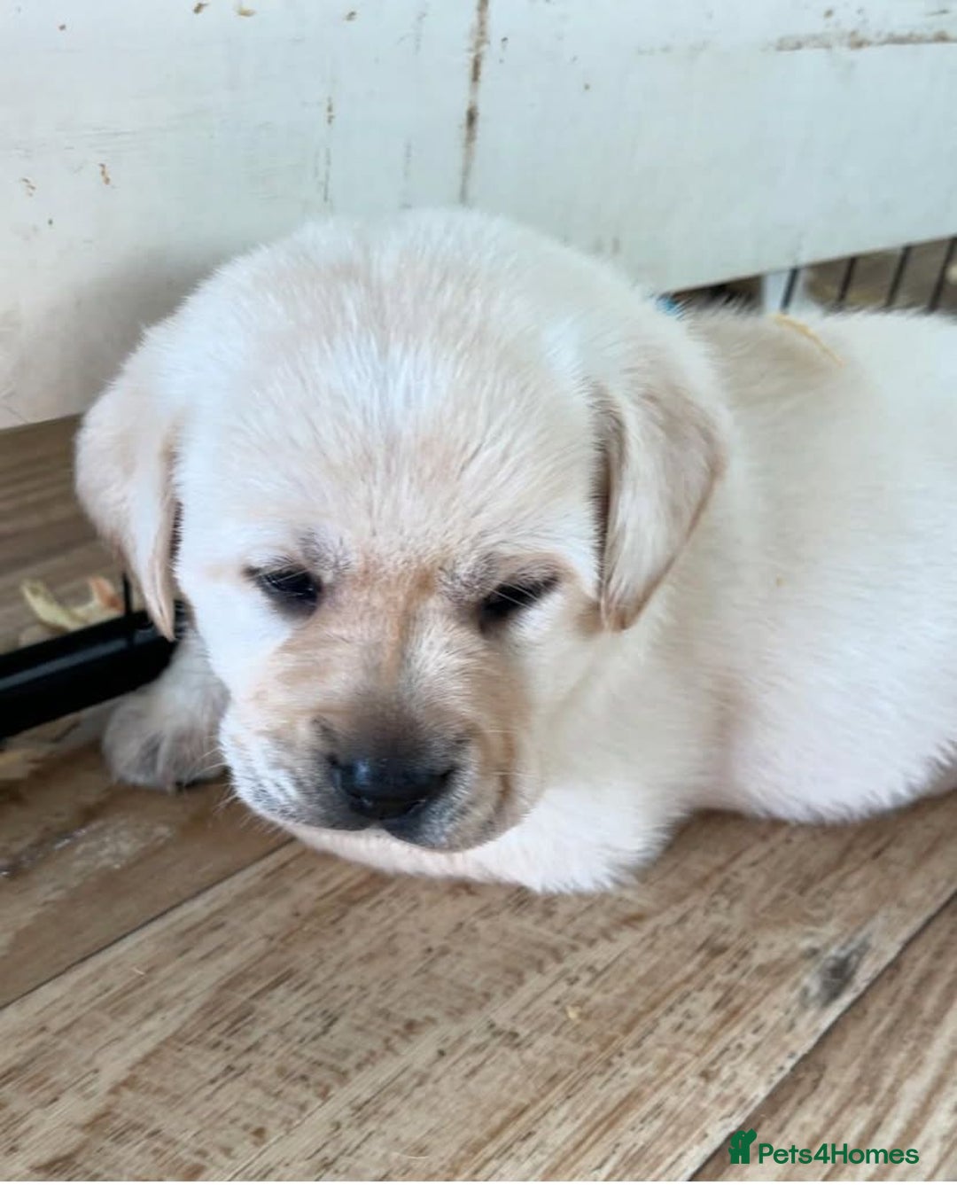 Labrador Retriever dogs for sale: Lovable, Quality KC working Labradors!! - Image 7