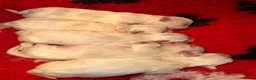 Maltese dogs for sale:  🏆 Stunning champ line Maltese baby’s 🏆 - Advert 5