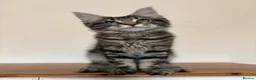 Maine Coon cats for sale: Maine Coons Kittens Ready to leave  in Salford - Advert 2