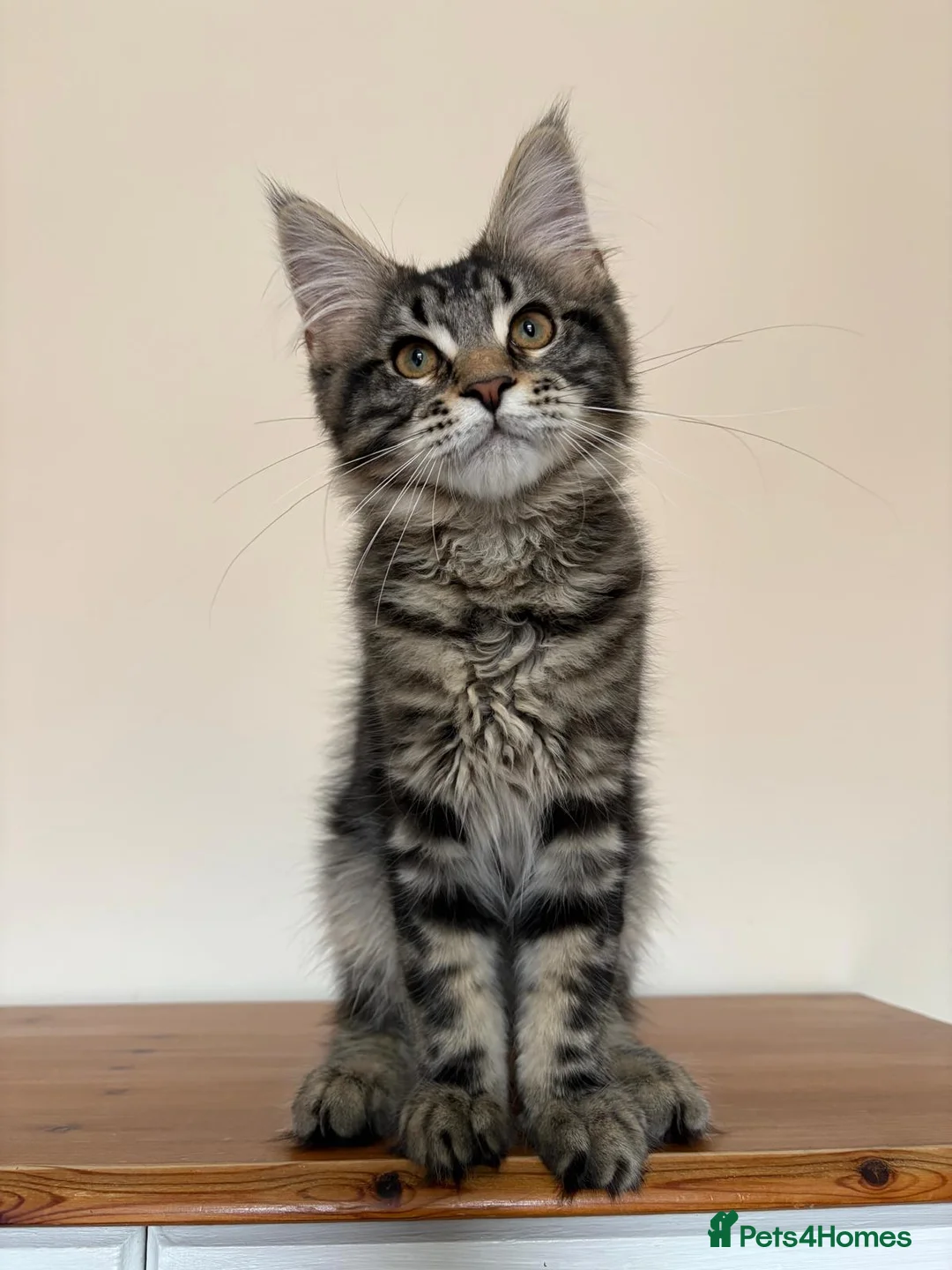 Maine Coon cats for sale: Maine Coons Kittens Ready to leave  in Salford - Advert 2