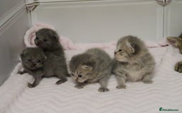 British Shorthair cats for sale: Solid Blue & Blue Golden Spotted Tabby Kittens - Image 3