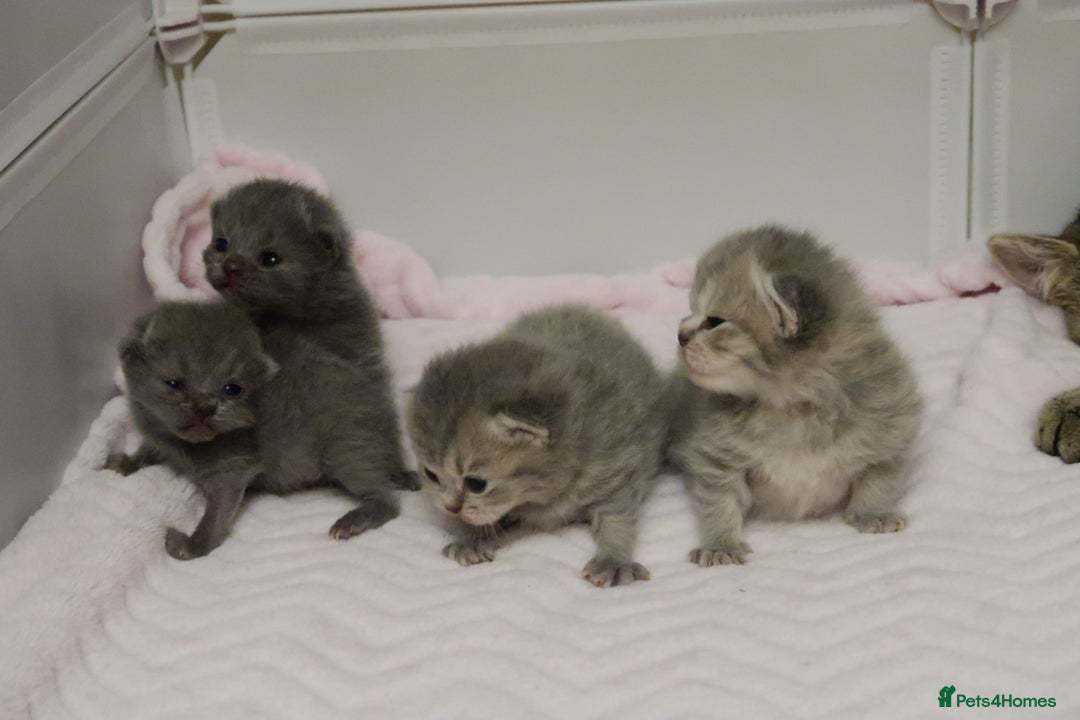 British Shorthair cats for sale: Solid Blue & Blue Golden Spotted Tabby Kittens - Image 3