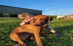 Rhodesian Ridgeback dogs for sale: EXCEPTIONAL OPPORTUNITY TO PURCHASE SHOW QUALITY  - Image 4
