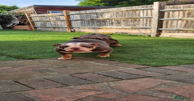 English Bulldog dogs in London - Advert 2