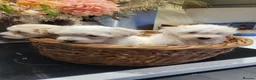 Maltipoo dogs for sale: F1 maltipoo in Wisbech - Advert 2