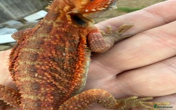 Bearded Dragon reptiles for sale: Bearded Dragon. Red Monster line Tiger Stripe - Image 5