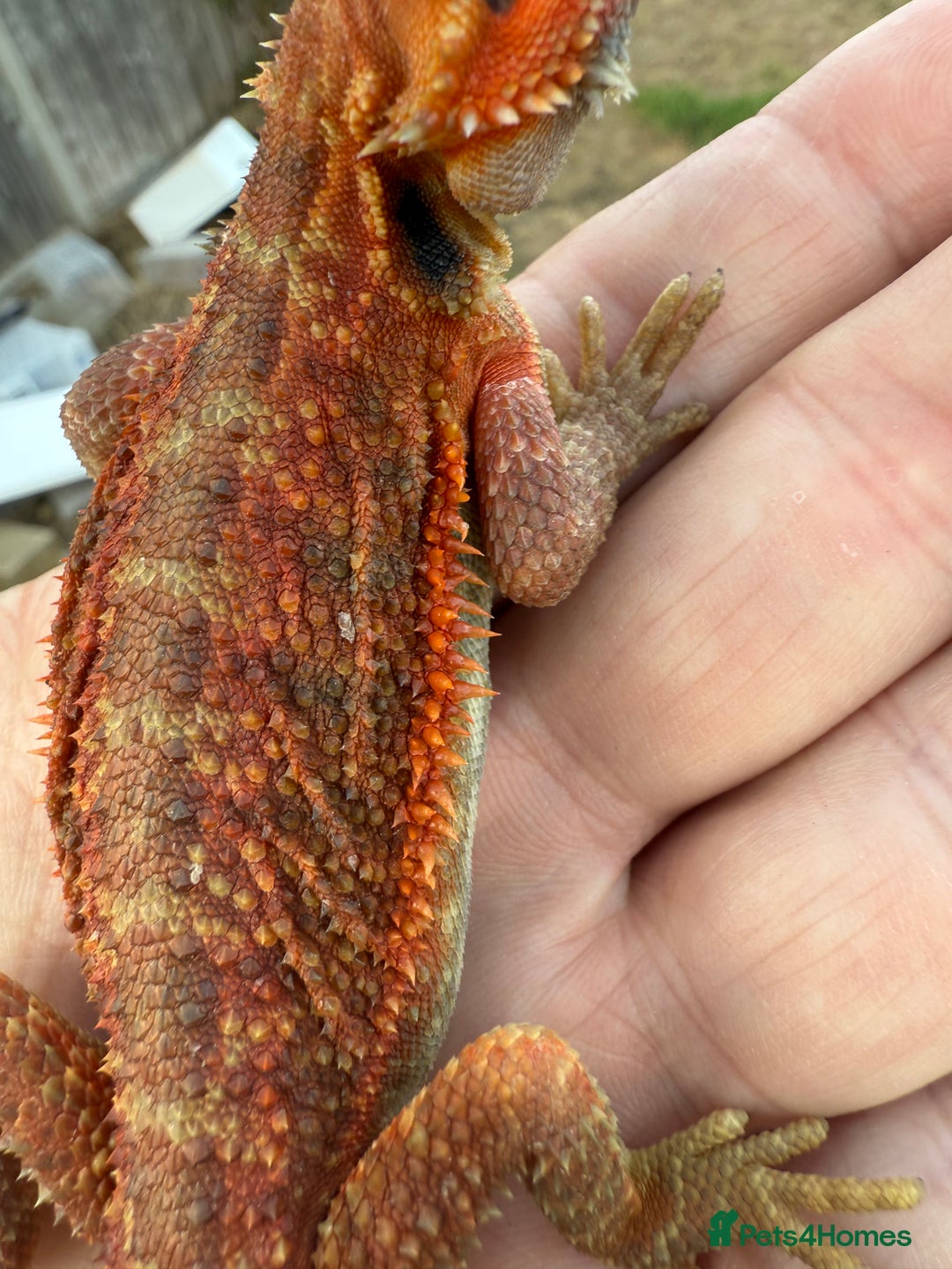 Bearded Dragon reptiles for sale: Bearded Dragon. Red Monster line Tiger Stripe - Image 5