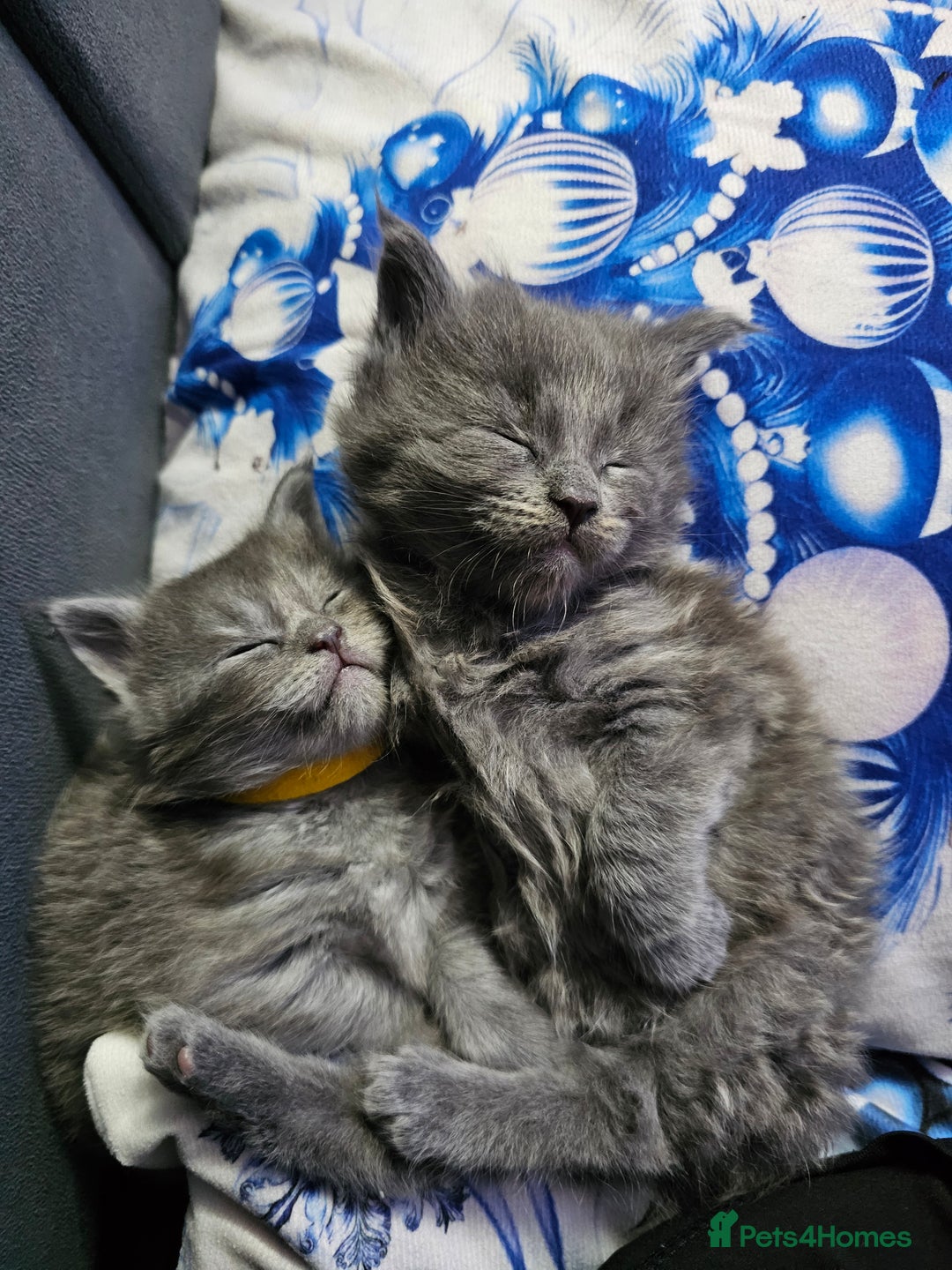 Maine Coon cats for sale: Blue Maine Coon kittens  - Advert 17