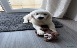 Golden Retriever dogs for sale: Stunning cream golden retriever dog. 14 weeks old - Image 1