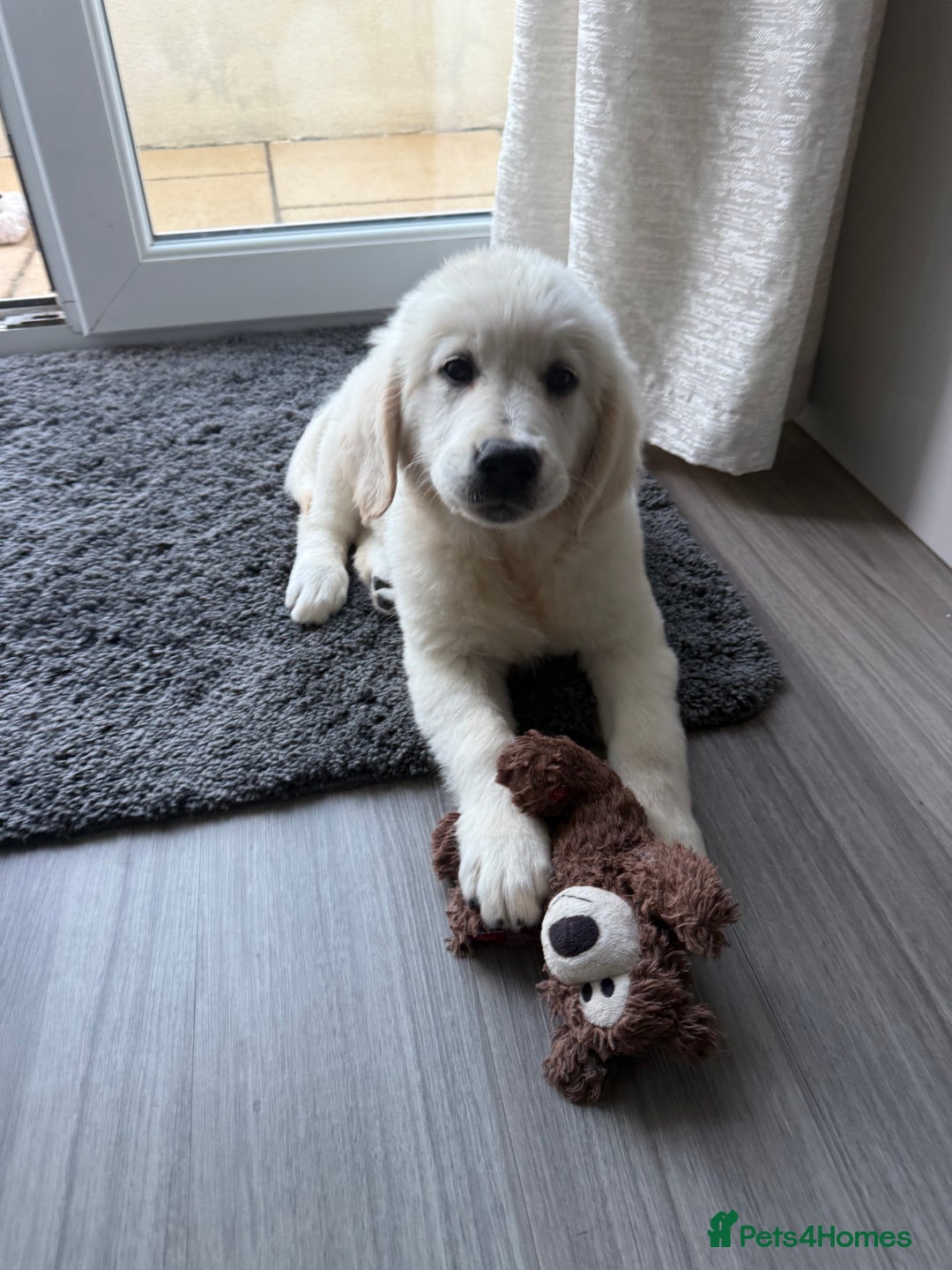 Golden Retriever dogs for sale: Stunning cream golden retriever dog. 14 weeks old - Image 1