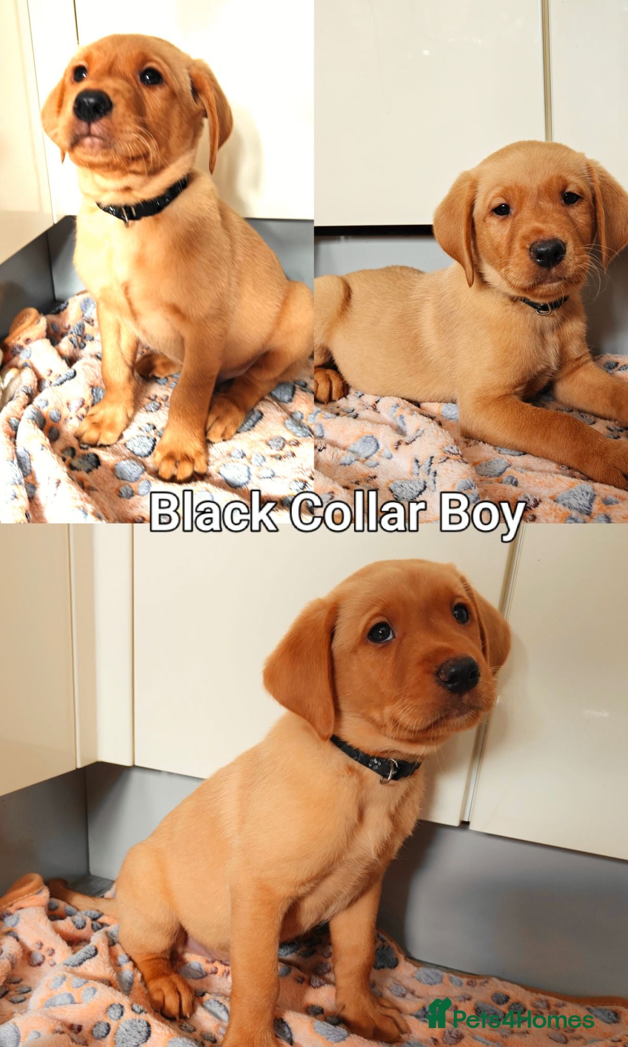 Labrador Retriever dogs Kc Reg Fox Red Labs From Health Tested Parents  - Advert 2