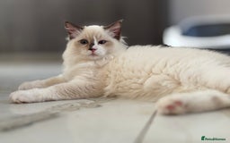 Ragdoll cats for sale: TICA DNA tested 5 Gen Pedigree  - Image 26