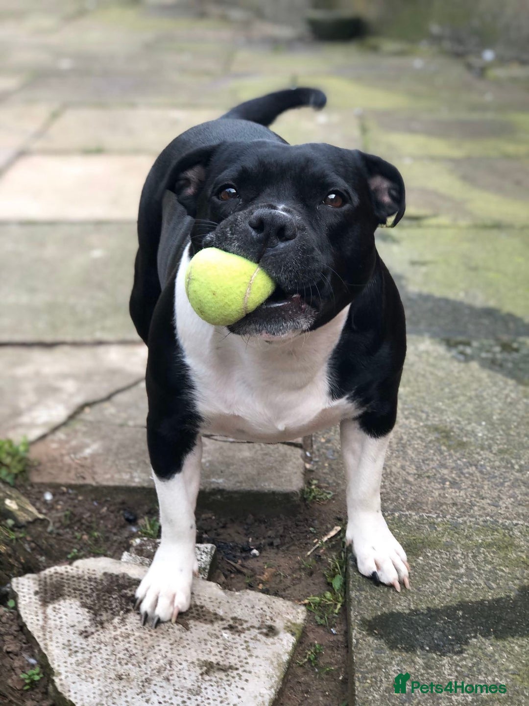 Staffordshire Bull Terrier dogs for sale: Beautiful Loyal Staffy Girl Needs Loving Home - Image 4