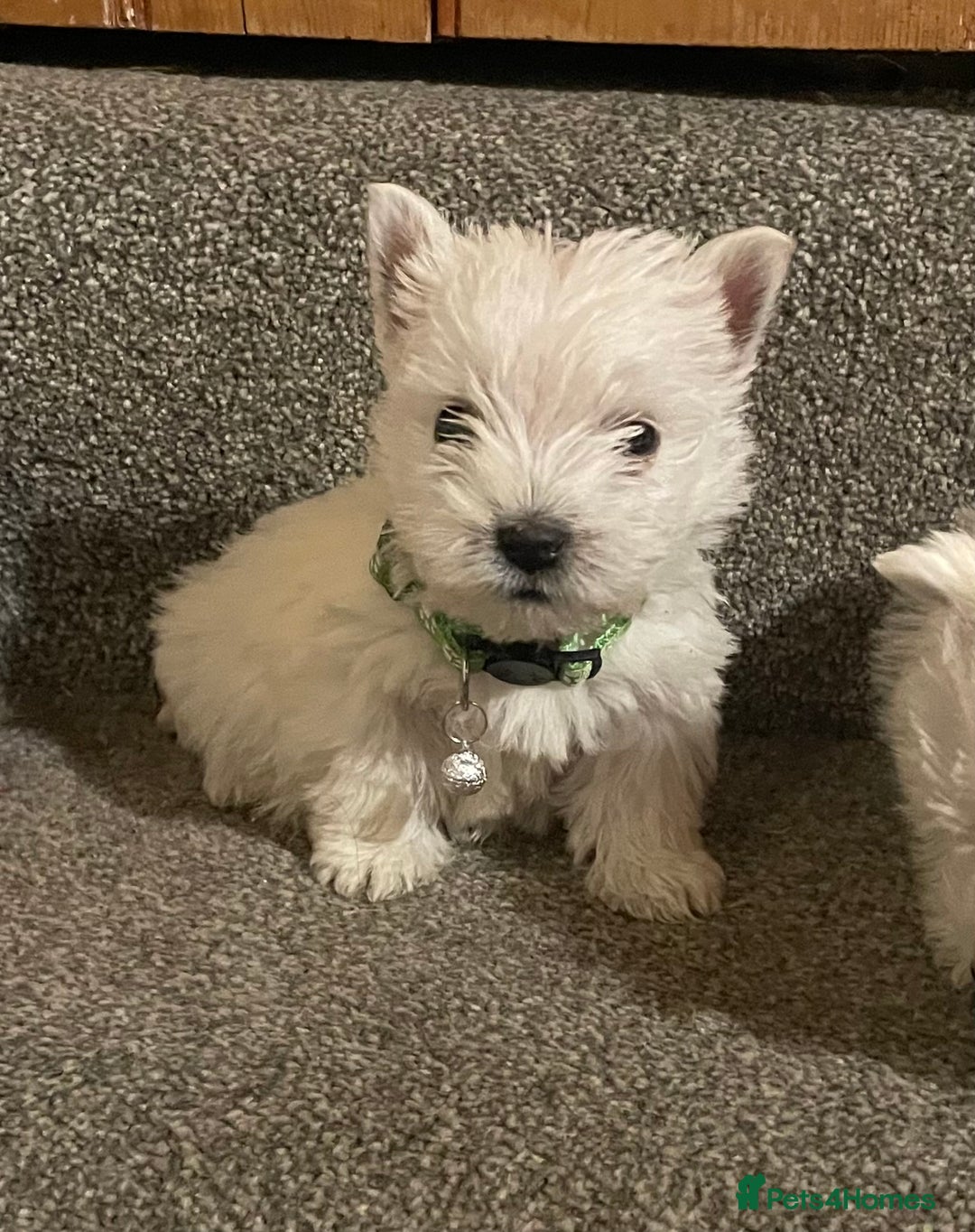 West Highland Terrier dogs for sale: Beautiful west highland puppies - Advert 5
