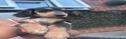 Dachshund dogs for sale: 2 LEFT  in Romford - Advert 18