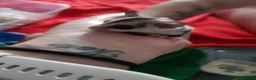 Sugar Glider rodents for sale: Sugar gliders in Salford - Advert 12