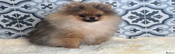 Pomeranian dogs for sale: ❤️Kc teddy bear pom babies ❤️ - Advert 1